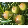 冬枣沾冬2号枣，皮薄汁多，量大优惠，沾化县直发