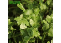新鲜香菜
