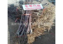 苹果树苗