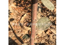 苹果树苗
