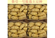 荷兰十五土豆
