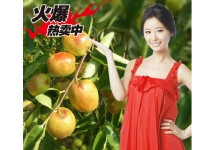 一级沾化冬枣