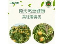 水果冬枣