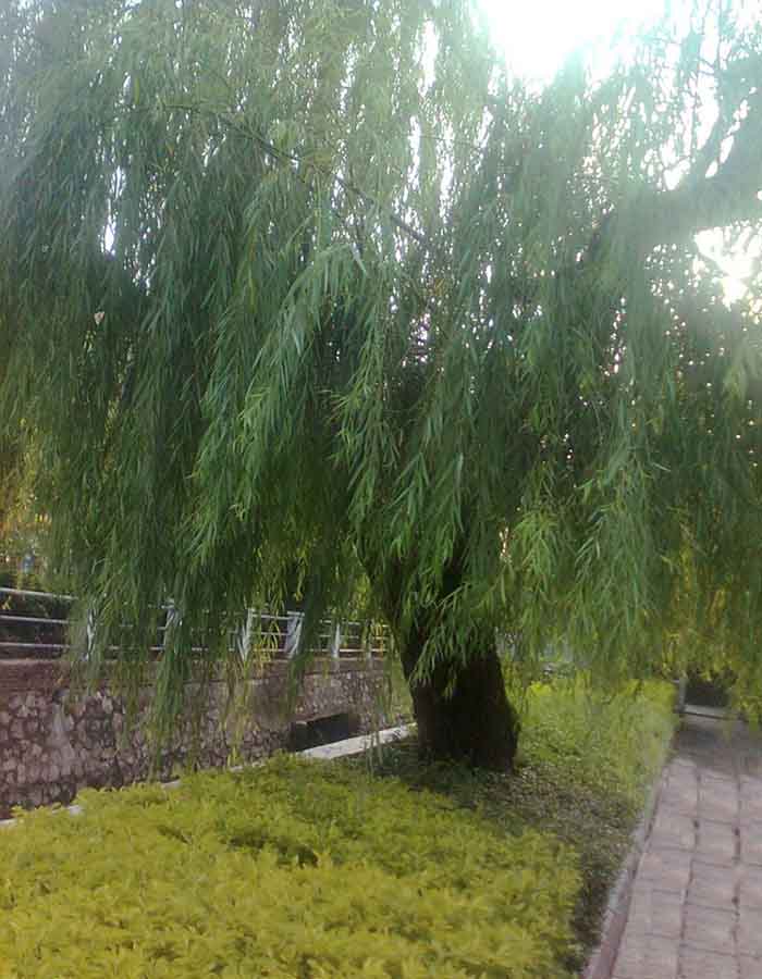 柳树2.jpg