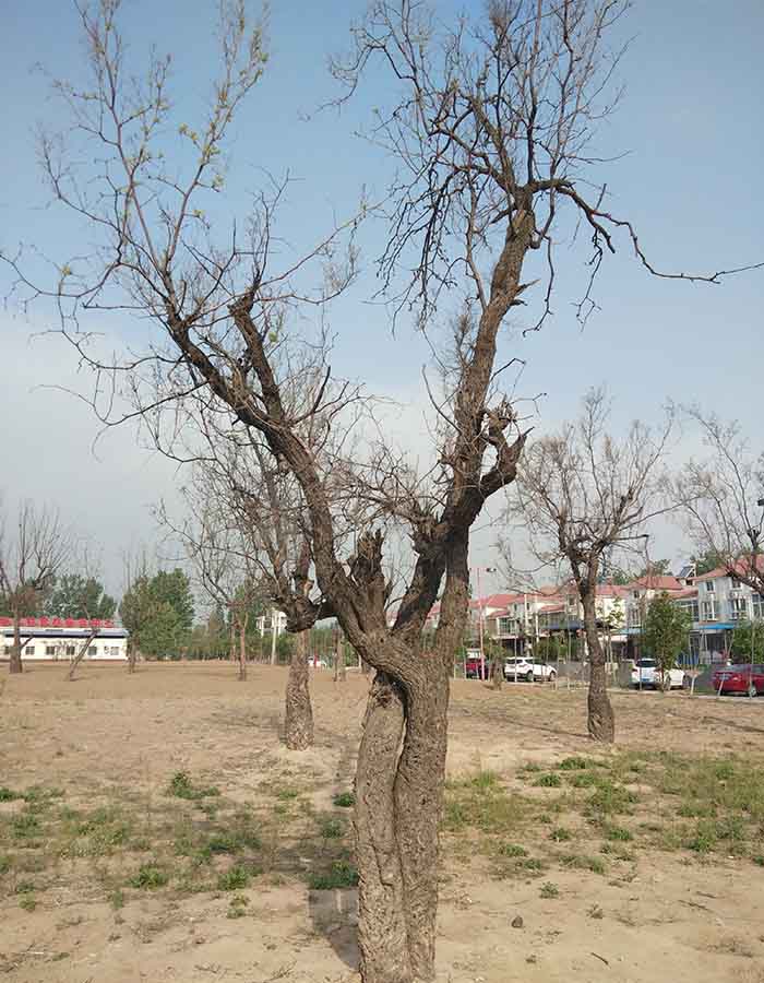 老枣树.jpg